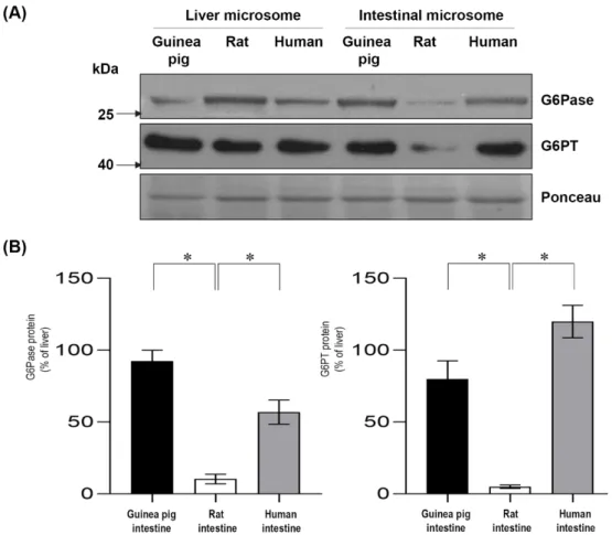 Figure 4. Analysis of the protein expression of glucose-6-phosphatase  and glucose-6-phosphate  transporter in guinea pig, rat and human intestinal microsomes