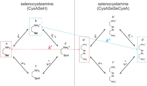 Figure 4. The coexisting protonation and redox microequilibria of selenocysteamine and  selenocystamine; N, and Se labels denote the amino, and selenolate groups, respectively