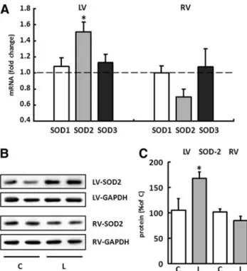 FIG. 4. L-NAME induced changes in the formation of peroxynitrite (ONOO 2 ). ONOO - was measured in heart tissue from RV (gray bars) and LV (white bars) of all  treat-ment groups (control [C], L-NAME [L], L-NAME plus  cap-topril [LC], and L-NAME plus tempol