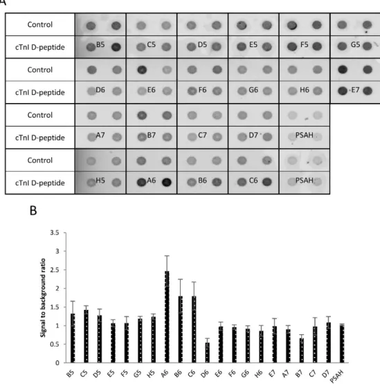 Figure 2. Screening of isolated oligonucleotides by filter binding assay.  (A)  Non-modified bead or 10  pmol of bead-bound cTnI D-peptide was incubated with 0.4 µM Cy5 labelled D-oligonucleotide  solution