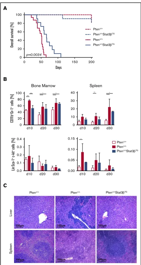 Figure 3. Elevated expression of STAT3 b prolongs survival in an AML mouse model based on Pten deletion