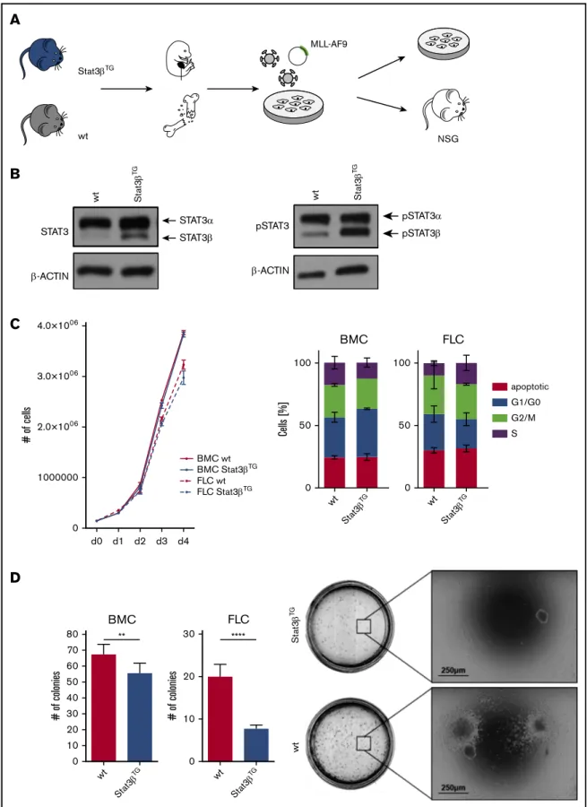 Figure 4. STAT3 b impairs colony formation capacity of MLL-AF9 – transformed cells. (A) Workflow of FLCs and BMCs harvested from Stat3 b TG mice and wt littermates
