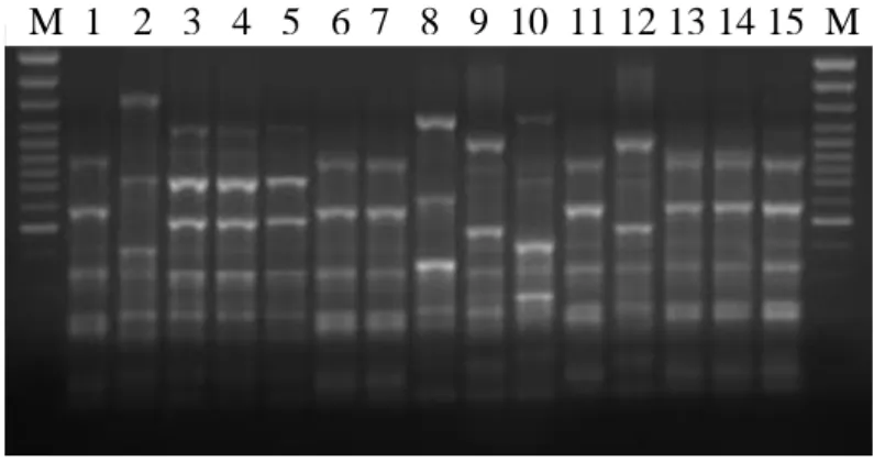 4. ábra: Egy ERIC-PCR vizsgálat gélképe. A bal oldali DNS molekulasúly markert (M)  követő  3-4-5