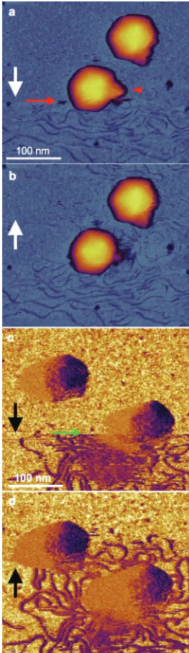 Fig. 1 In situ AFM of DNA ejection from the T7 bacteriophage. a, b. Sequential height-contrast AFM images collected during (a) and  fol-lowing (b) DNA ejection