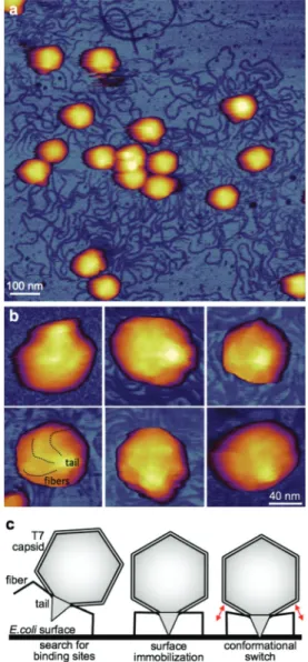 Fig. 5 Investigation of chemically ﬁ xed T7 phage particles. a. AFM image of T7 phage particles covalently attached to a poly- L  -lysine-coated and glutaraldehyde-treated mica surface