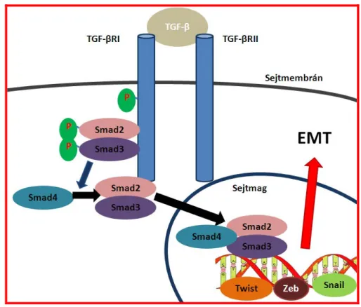 6. ábra. Az epitheliális - mesenchymális átalakulás szabályozása a TGF-β/Smad2/Smad3  jelátviteli útvonalon keresztül