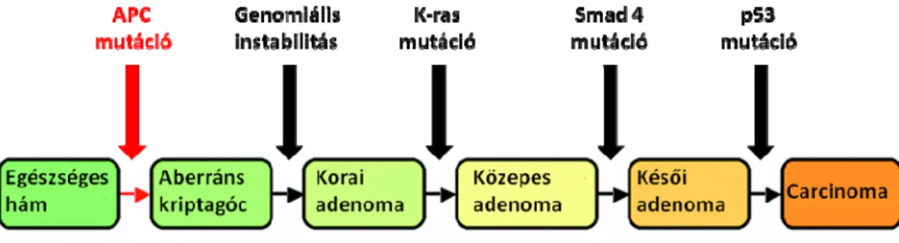 7. ábra. A colorectalis adenoma - carcinoma szekvencia (Fearon és Vogelstein (88)  alapján)