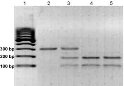 Fig 1. Representative sample of the genotyping for SDF1-3’G(801)A by PCR-RFLP. Msp I digestion of the PCR product of SDF1 gene