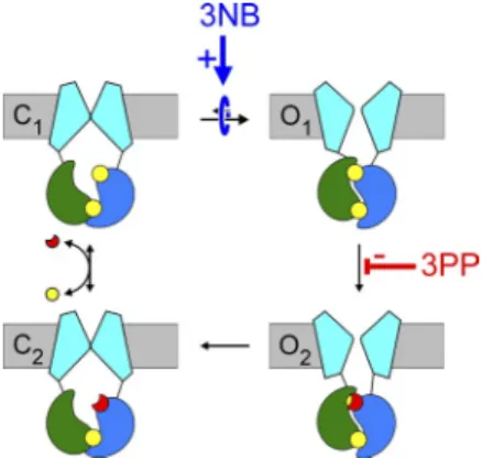Figure  10.   Cartoon  summary  of  3NB  and  3PP  gating  effects. 
