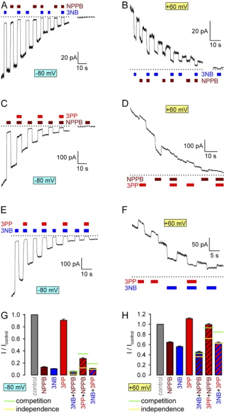 Figure  4.   Competition  for  CFTR  pore  block  between NPPB, 3NB, and 3PP. (A–F) Responses  of  decaying  macroscopic  locked-open  K1250A  CFTR  currents,  recorded  at  membrane   poten-tials of 80 (A, C, and E) or 60 mV (B, D, and F),  to brief expo