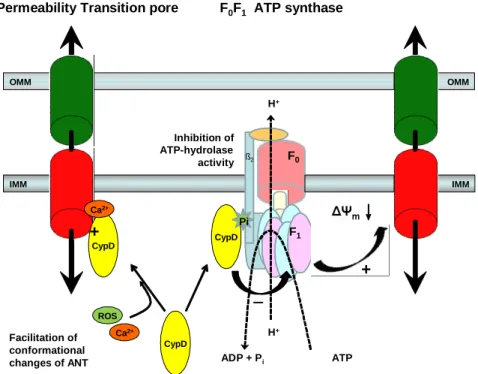 Figure 2. Direct and indirect promotion of PTP by cyclophilin-D (CypD).   