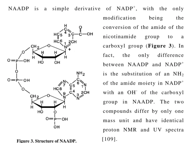 Figure 3. Structure of NAADP. 