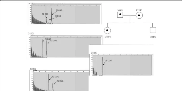 Fig. 3 Paternal and maternal inheritance (PIP and MIP) with paternal mozaicism. The figure shows the family No.6 (code 311), where the maternal and paternal inheritance was observed in parallel (PIP and MIP)