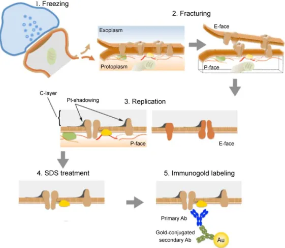 Figure 2. Illustration of the key steps of the SDS-FRL. 1. High pressure freezing of  the  tissue