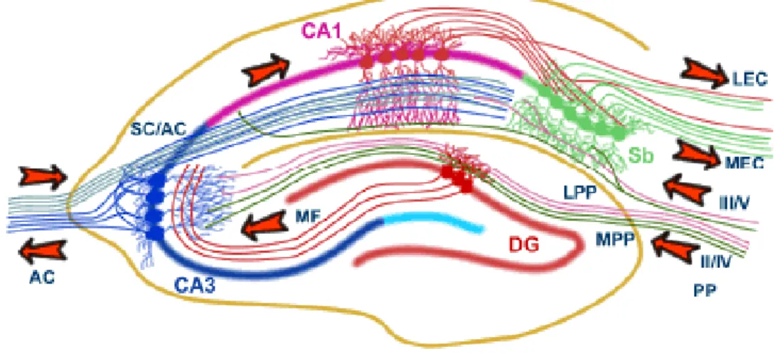 Figure  5. The trisynaptic circuit of the hippocampal  formation.  The  main input of  the hippocampal formation is carried by axons of the perforant path (PP), which convey  polymodal  sensory  information  from  the  entorhinal  cortex  (EC)