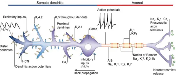 Figure  1.  Subcellular  compartment-specific  distribution  of  voltage-gated  ion  channels and their main functional roles in a model neuron