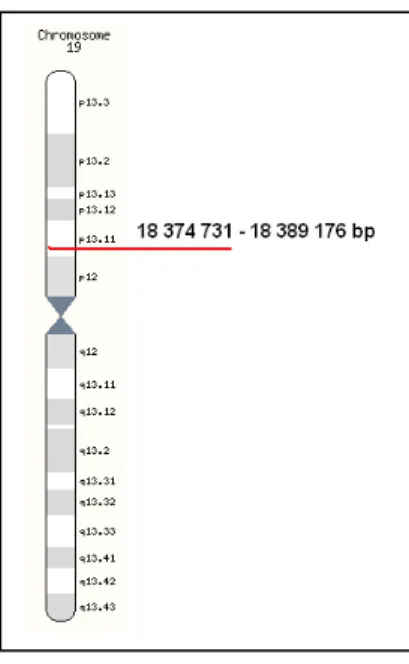          6. ábra : a GDF- 15 gén 19 - es kromoszómán belüli elhelyezkedése  (34) 