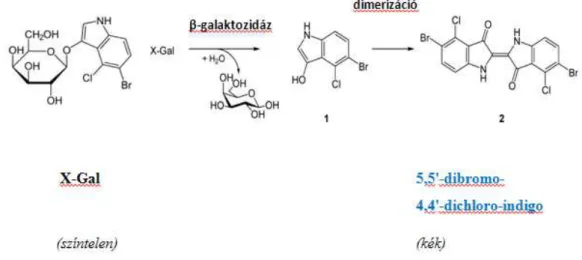 12. ábra : a szeneszcencia- asszociált  -  β - galaktozidáz festés alapja