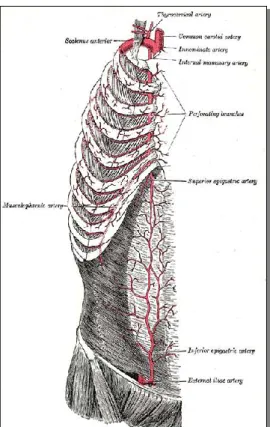2. ábra – Az AA anatómiai lefutása és ágai  – Forrás: Gray’s Antomy – The Anatomical Basis of Medicine and  Surgery (Churchill Livingstone; 38 edition (13 Nov 1995)  English ISBN-10: 0443045607  ISBN-13: 978-0443045608