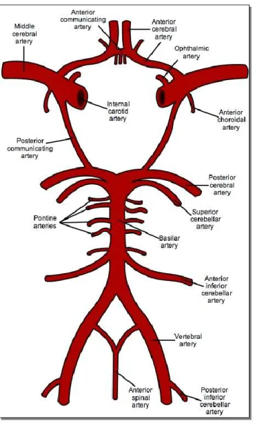 3. ábra – Circulus  Willisii  –  Forrás:  Gray’s  Antomy  –  The  Anatomical  Basis  of  Medicine  and  Surgery  (Churchill  Livingstone; 38 edition (13 Nov 1995)  English ISBN-10: 0443045607  ISBN-13: 978-044304560 