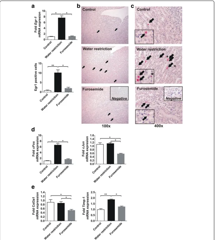 Fig. 2 Expression of profibrotic transcription factors due to chronic increased or decreased medullary solute concentration in rats