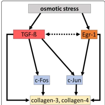 Fig. 6 Proposed molecular effect of chronic osmotic stress on collagen production. Osmotic stress induces the expression of the profibrotic early growth response factor-1 (Egr-1), which can directly induce the transcription of collagen-III and collagen-IV.