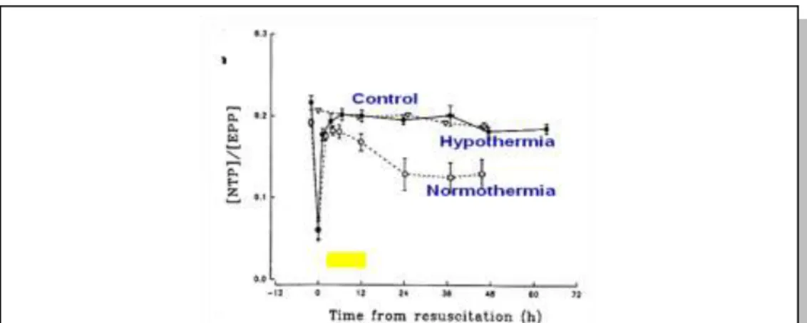 Figure 3. Effect of hypothermia on secondary energy failure [ 7 ]. Changes  in nucleotide triphosphate and exchangeable phosphate pool ratio on MR  spectroscopy after hypoxic insult in HT and NT piglets and control group