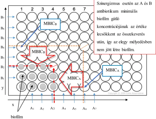 4. ábra: Kétféle antibiotikum szinergizmusának maghatározása   