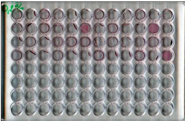 Figure 5: Biofilm screening method. The purple colorisation on the bottom of U-wells shows  the biofilm formation