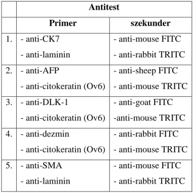 4. táblázat: Alkalmazott antitest-kombinációk  Antitest  Primer  szekunder  1.  - anti-CK7  - anti-laminin  - anti-mouse FITC  - anti-rabbit TRITC  2