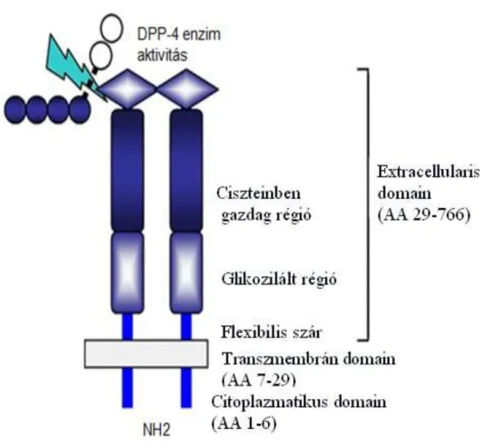 5. ábra A membránhoz kötött humán CD26 molekula sematikus struktúrája 48 . 