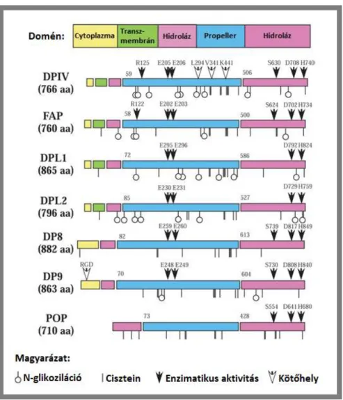 6. ábra Domain homológia a DPP családon belül. A DPP családba tartozó gének és a  POP (prolyl oligopeptidase) alcsalád génje 45 