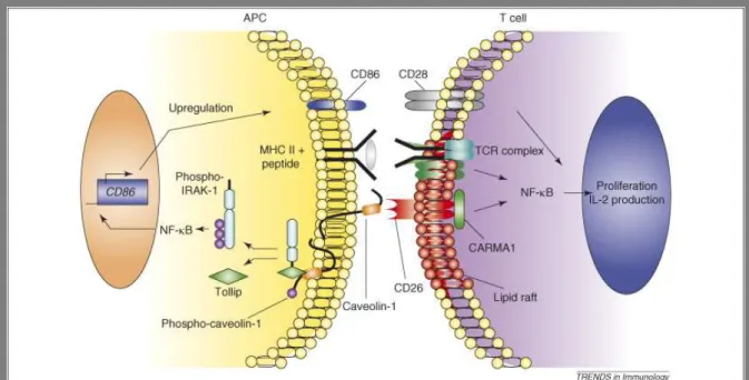 7. ábra Az antigénprezentáló sejt és a T-lymphocyta közötti molekuláris  kommunikáció 48 