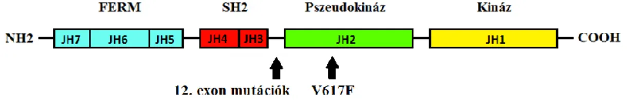 3. ábra A JAK2 gén szerkezetének sematikus ábrája [49]. A 12. exon mutációk az SH2  és a pszeudokináz domén összekapcsoló szekvenciáját érintik