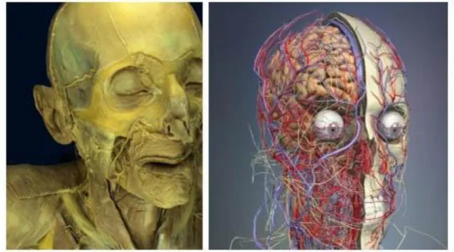 5. Ábra:  A fénykép vs. animáció.  A kép szemlélteti  a fotográfia és az illusztráció  közötti  különbséget