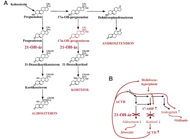 1. ábra A panel: A mellékvese szteroidogenezise. B panel: A szteroid-21-hidoxiláz-enzim-blokk helye, a klasszikus szteroid-21-hidroxiláz-deficientia jellemző  hormonális mintázata és következményei