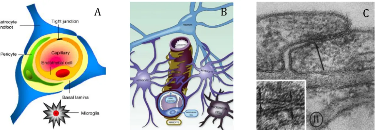 1. ábra. A és B. Neurovaszkuláris egység a vér–agy-gát sejtkapcsolataival. Forrás: A. 