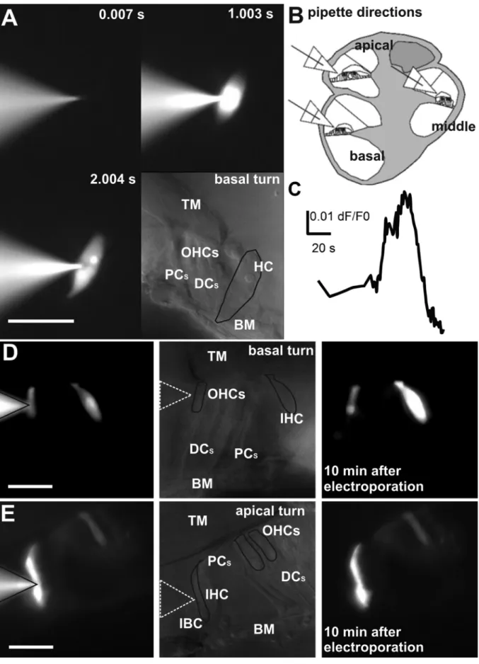 Fig. 2. Procedure of single-cell electroporation. The cells were selected at oblique illumination and approached by glass pipette ﬁlled with ﬂuorescent dye (OGB-1, 1 mM)