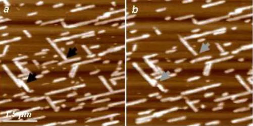 7. Ábra. Atomerő-mikroszkópos felvétel a nanomechanikai manipuláció előtt (a.) illetve  után (b.)