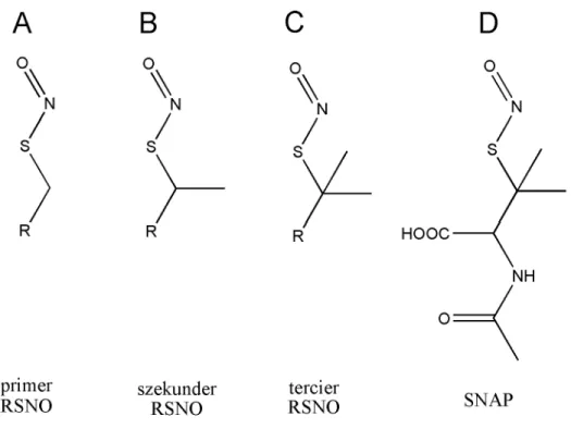 2. ábra S-nitrozotiol típusok szerkezeti képlete: primer RSNO (A), szekunder RSNO  (B), tercier RSNO (C), SNAP szerkezeti képlete (D) 