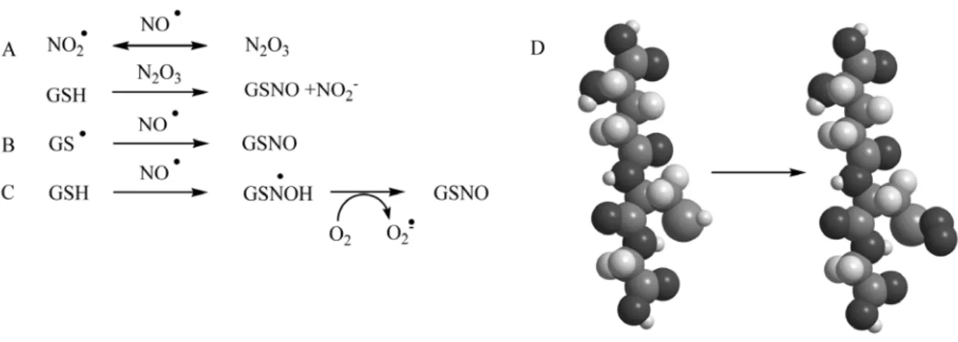 4. ábra: A GSNO létrejöttének feltételezett gyökös mechanizmusú útjai (A, B, C), a GSH és  a GSNO molekula modellje (D) 