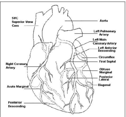 18. ábra A szív főbb ereinek sematikus rajza