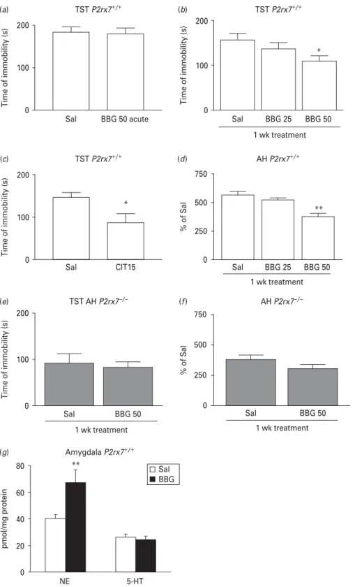 Fig. 4. The selective P2rx7 antagonist Brilliant Blue G (BBG) exhibits antidepressant-like activity in the tail suspension test (TST), decreases amphetamine-induced hyperactivity and elevates norepinephrine (NE) level in the amygdala in P2rx7 +/ + , but no