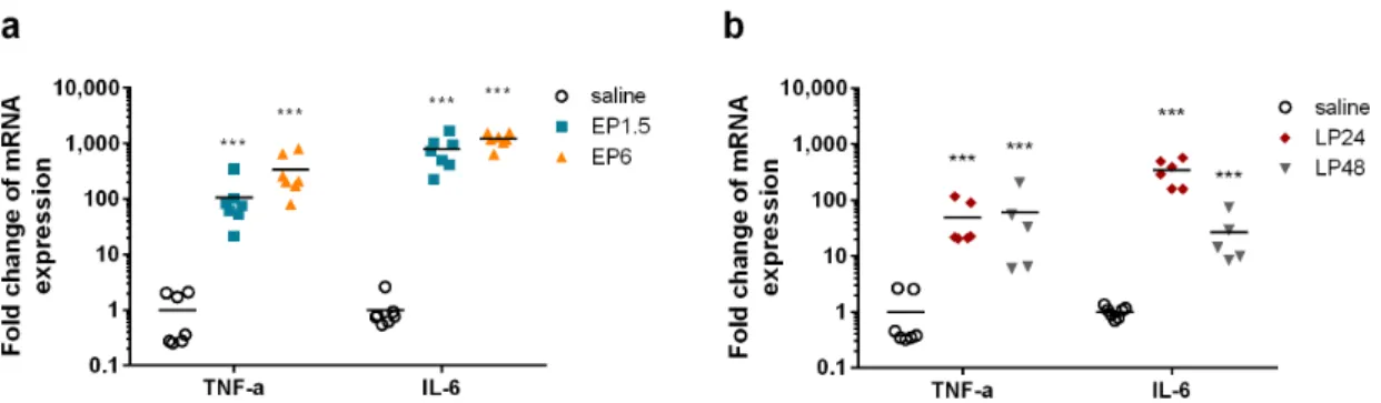 Figure 1. Fold changes of TNF-α and IL-6 mRNA relative to the saline-treated control kidneys in mice  after lipopolysaccharide (LPS) administration