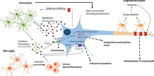 Figure 4. Key features of the neuroinflammatory response 