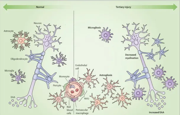 Figure  8.  Schematic  image  of  the  key  features  of  the  tertiary  phase  of  neuroinflammation