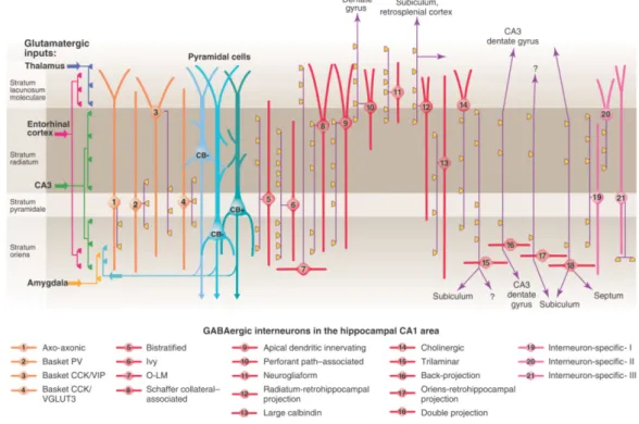 Figure  2.  The  diversity  of  cell  types  of  the  hippocampal  CA1.  According  to  the  review  of  Klausberger and Somogyi (2008) there are at least 21 classes of interneuron in the hippocampal  CA1  area