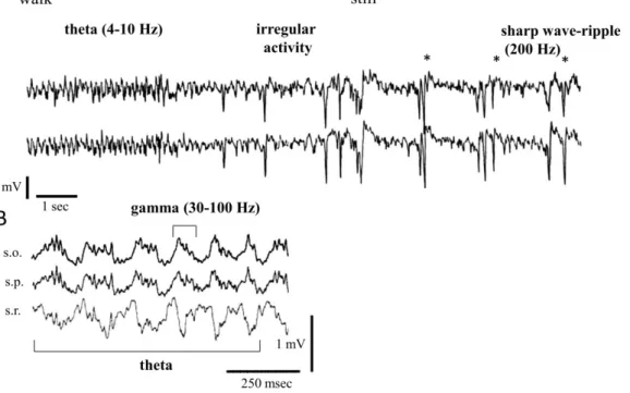 Figure 3. Behavior-dependent rhythmic activity patterns of the rodent hippocampus. (A) Field  recordings from the stratum radiatum of the left (upper trace) and the right (lower trace) CA1  region of the hippocampus of a rat during walk-immobility (still) 