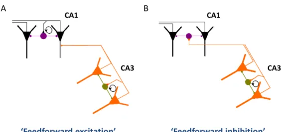 Figure 4. Possible mechanisms of propagation of gamma oscillations from the CA3 to the CA1  area of the hippocampus