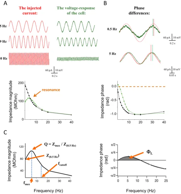 Figure 5. Methods to define the impedance properties of the cells. (A) To reveal the impedance  properties of the neurons 3 s long sinusoidal currents were injected into the cells with different  frequencies  (between  0.5  and  40  Hz)  at  different  mem